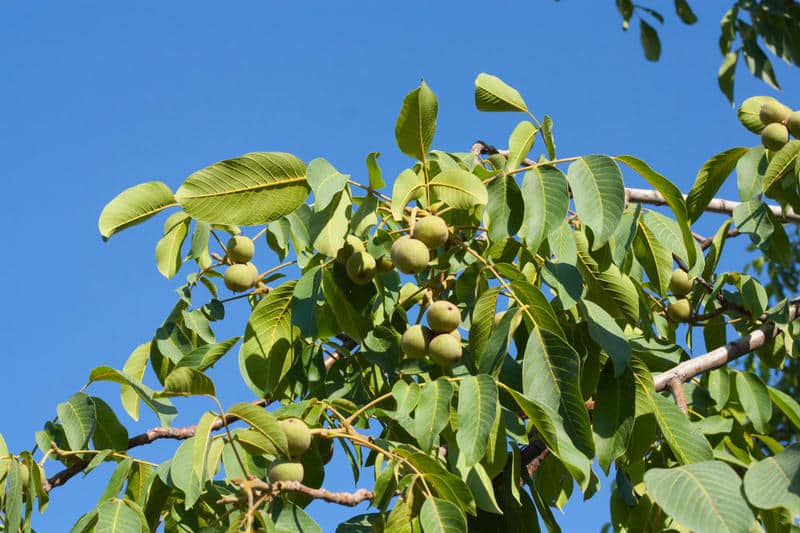 how to plant a walnut