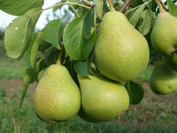 pear fabulous