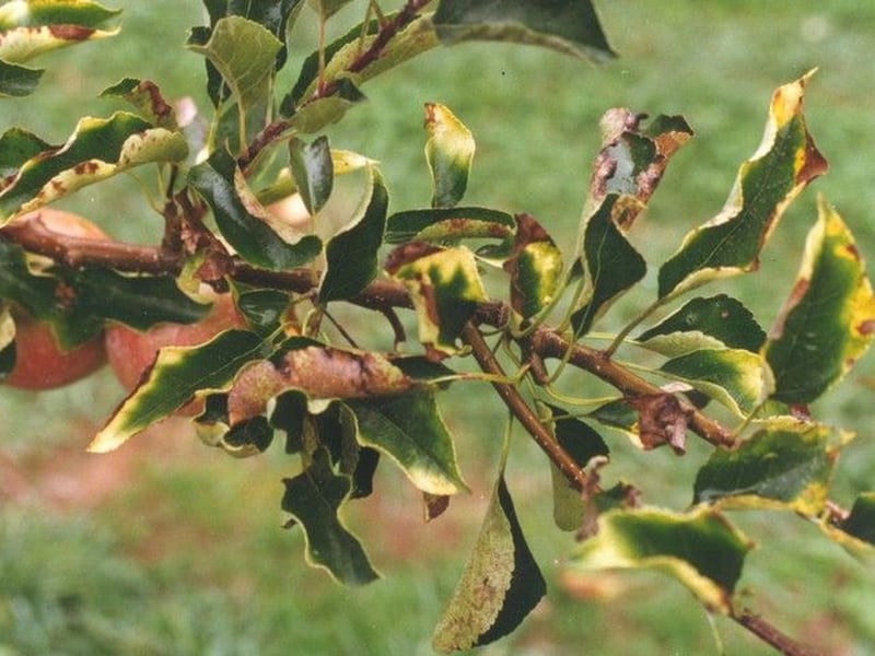 Moniliosis de manzana