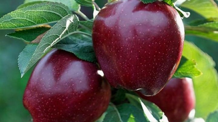 apple tree red delicious