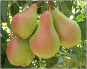 Description and characteristics of the pear variety Forest beauty, planting and care