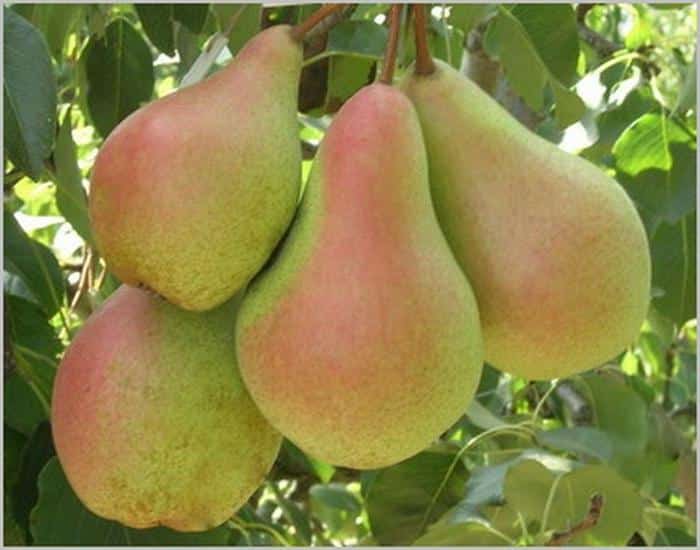 pear forest beauty