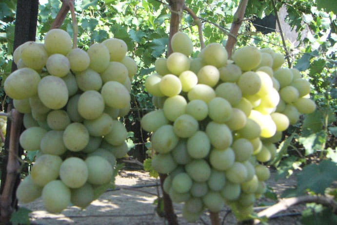 bogatyanovsky grapes