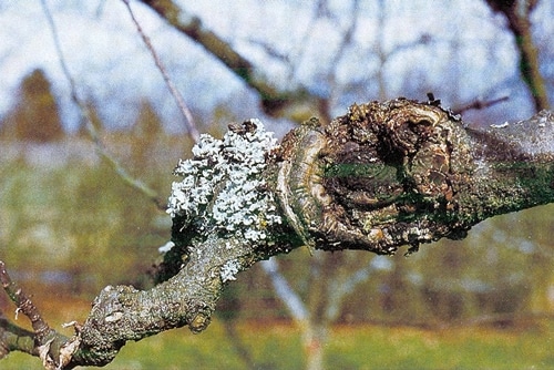 Un mélange d'argile et de molène