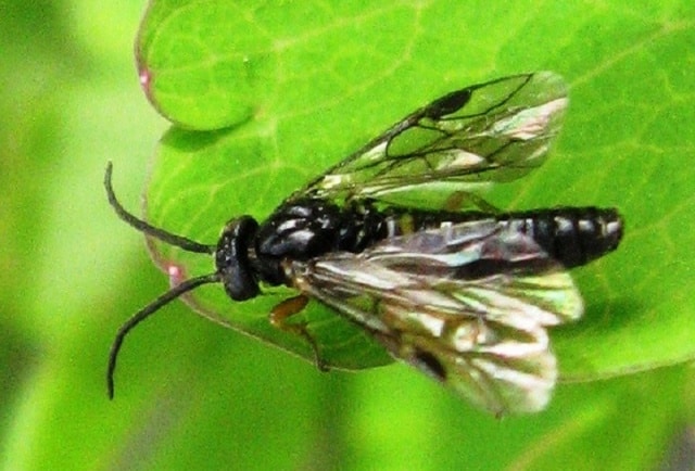 Ácaro peludo frambuesa