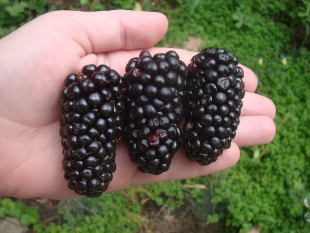 ripe blackberry