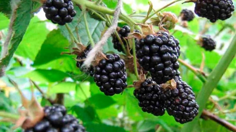 variedad de mora sin espinas