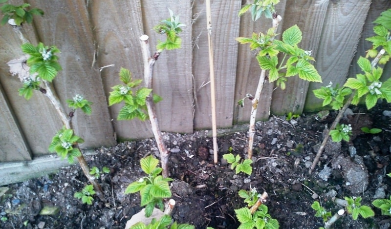 blackberry breeding