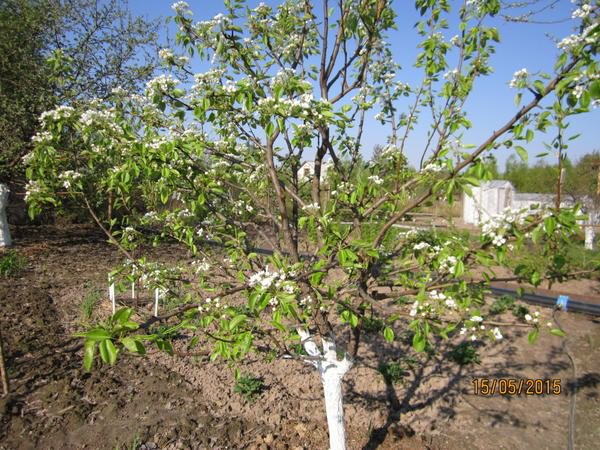 la poire ne pousse pas bien