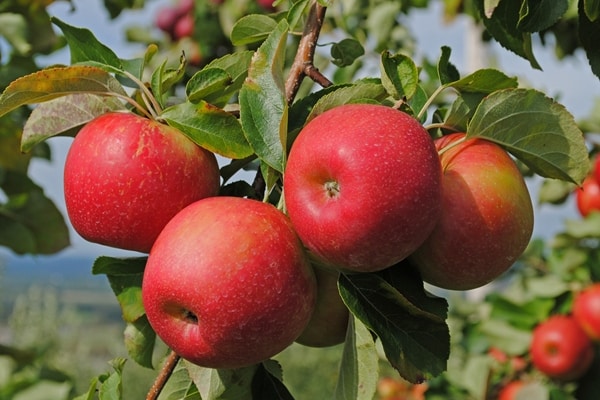 apple tree aport