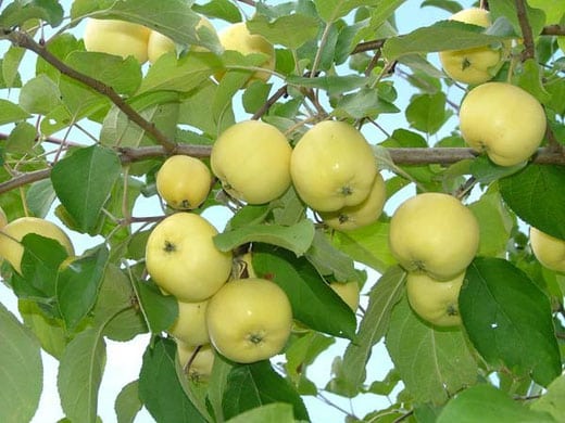 bulto de los Urales de manzano