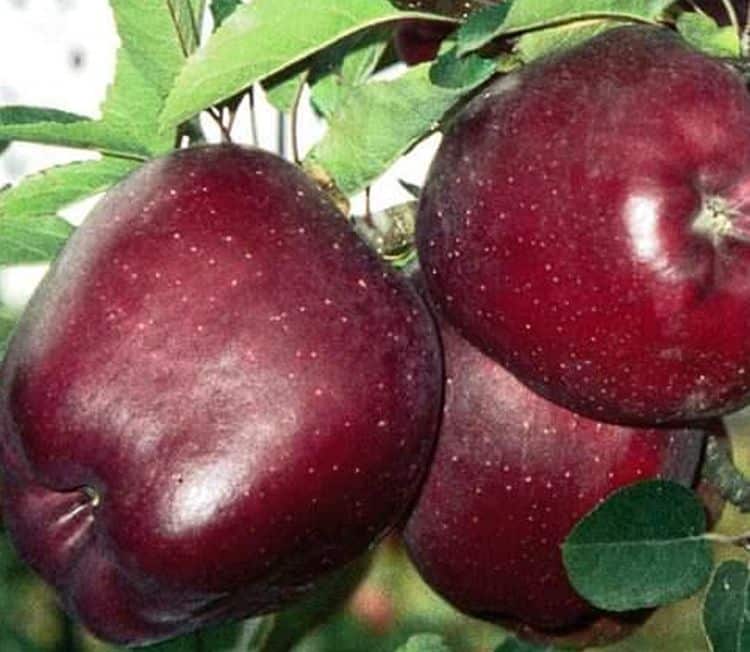 pommier rouge délicieux