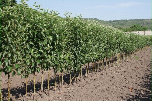 apple seedlings