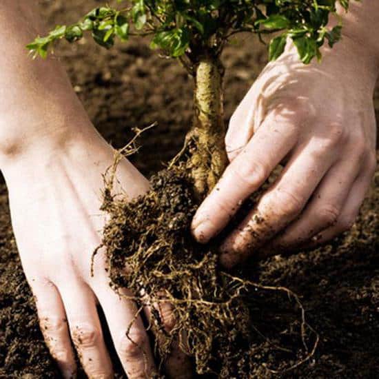 planting quince