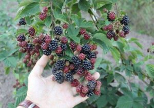 Penerangan dan ciri-ciri blackberry Black Satin, penanaman dan penjagaan di ladang terbuka