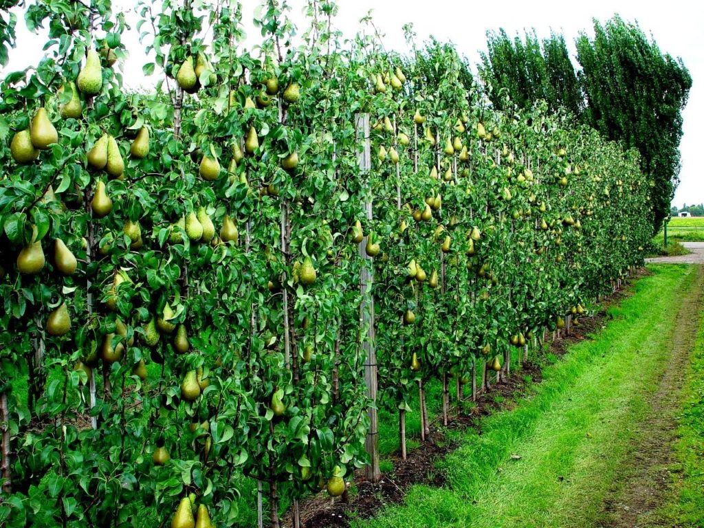 pear conference