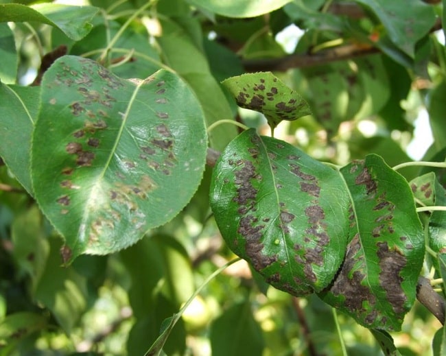 rolling leaves