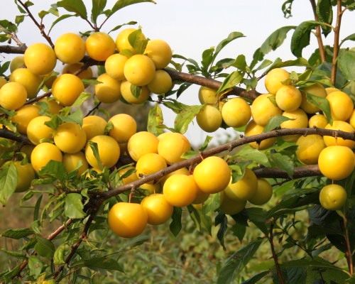 yellow plum