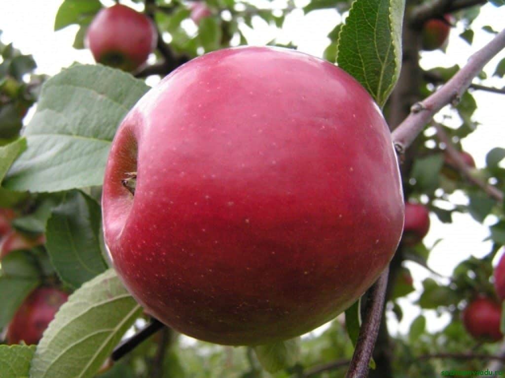 apple tree red early