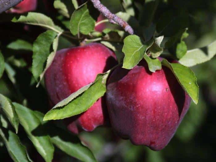 pommier rouge délicieux