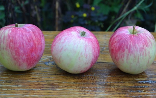 apple-tree Bashkir beauty