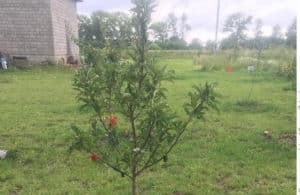 Why the apple tree does not grow in height on the site after planting and what to do