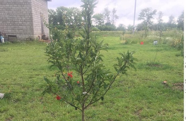 apple tree grows poorly