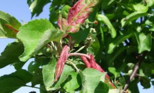 Comment traiter un pommier si les feuilles deviennent rouges et s'enroulent dessus, que faire