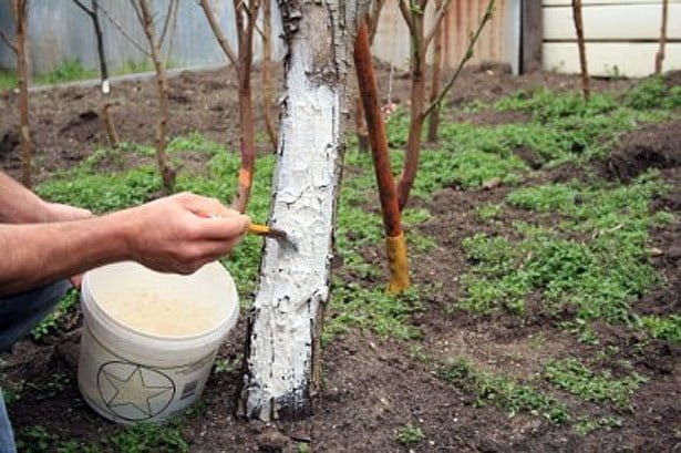 apple tree shelter