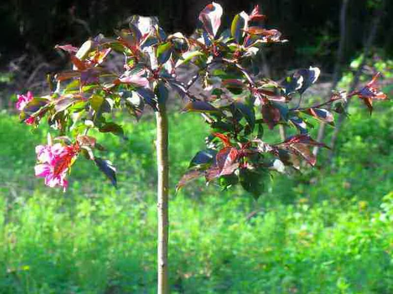 apple tree grows poorly