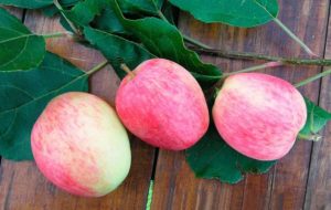 Description and characteristics of the Arkadik apple tree, its advantages and disadvantages