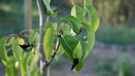 la poire ne pousse pas bien