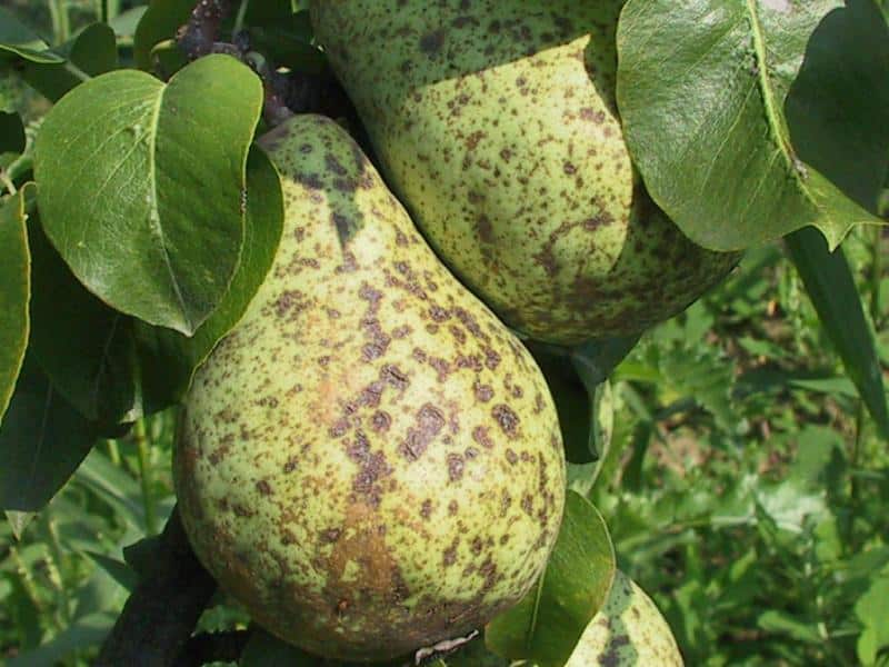 scab on a pear