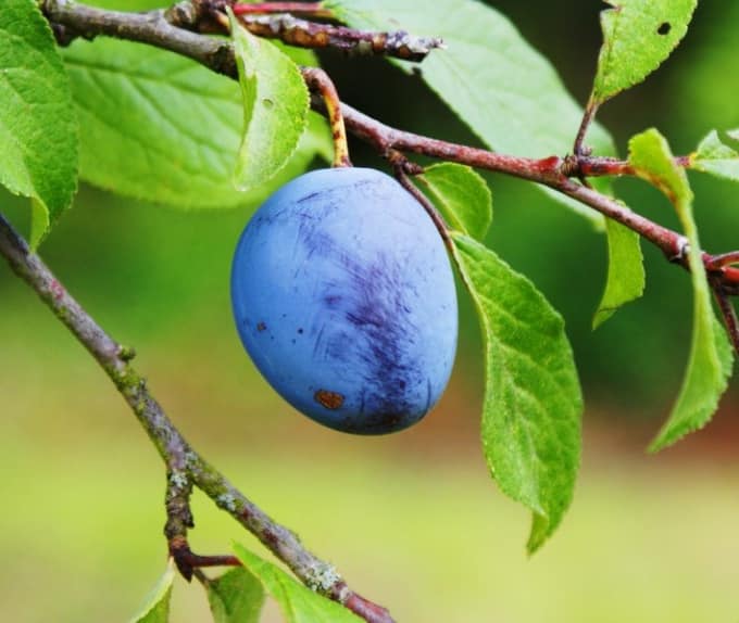 pruning plum