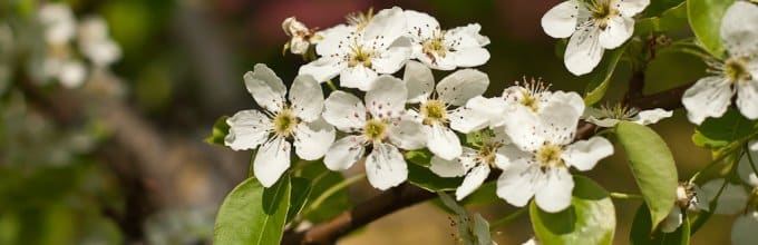 blossoming pear