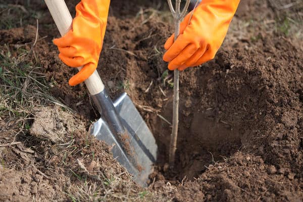 plantar un manzano en los suburbios