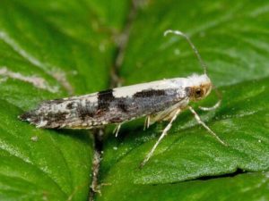 Varieties and methods of dealing with moths on an apple tree with drugs and folk remedies