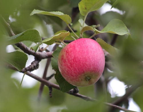 apple-tree Bashkir beauty