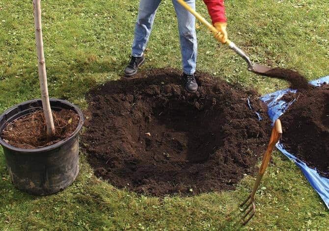 planting an apple tree