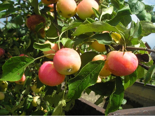 Uralets apple tree