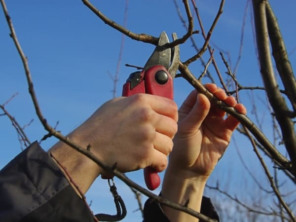 veles de poire