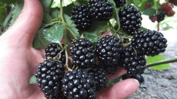 ripe blackberry