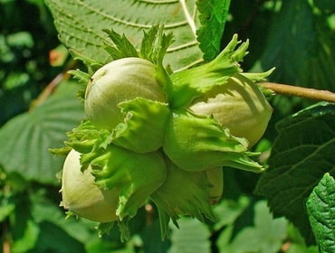 hazelnuts