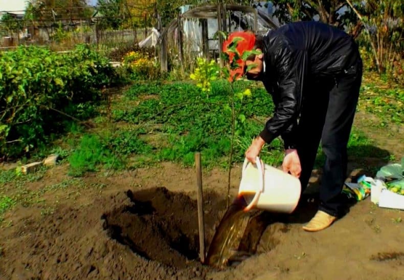 planter un pommier