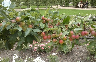 creeping apple tree