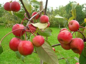 Description and characteristics of the Paradise apples variety, planting, cultivation and care