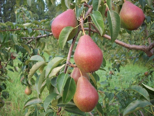 La poire de Nick