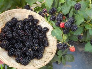 Description of the best varieties of blackberries and features of choice for different regions