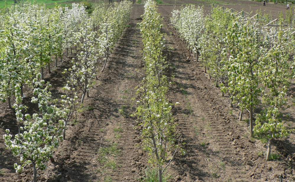 pear seedlings