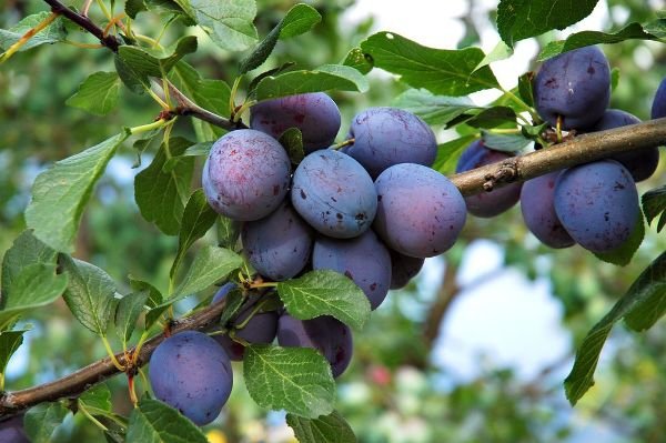 taille de la prune